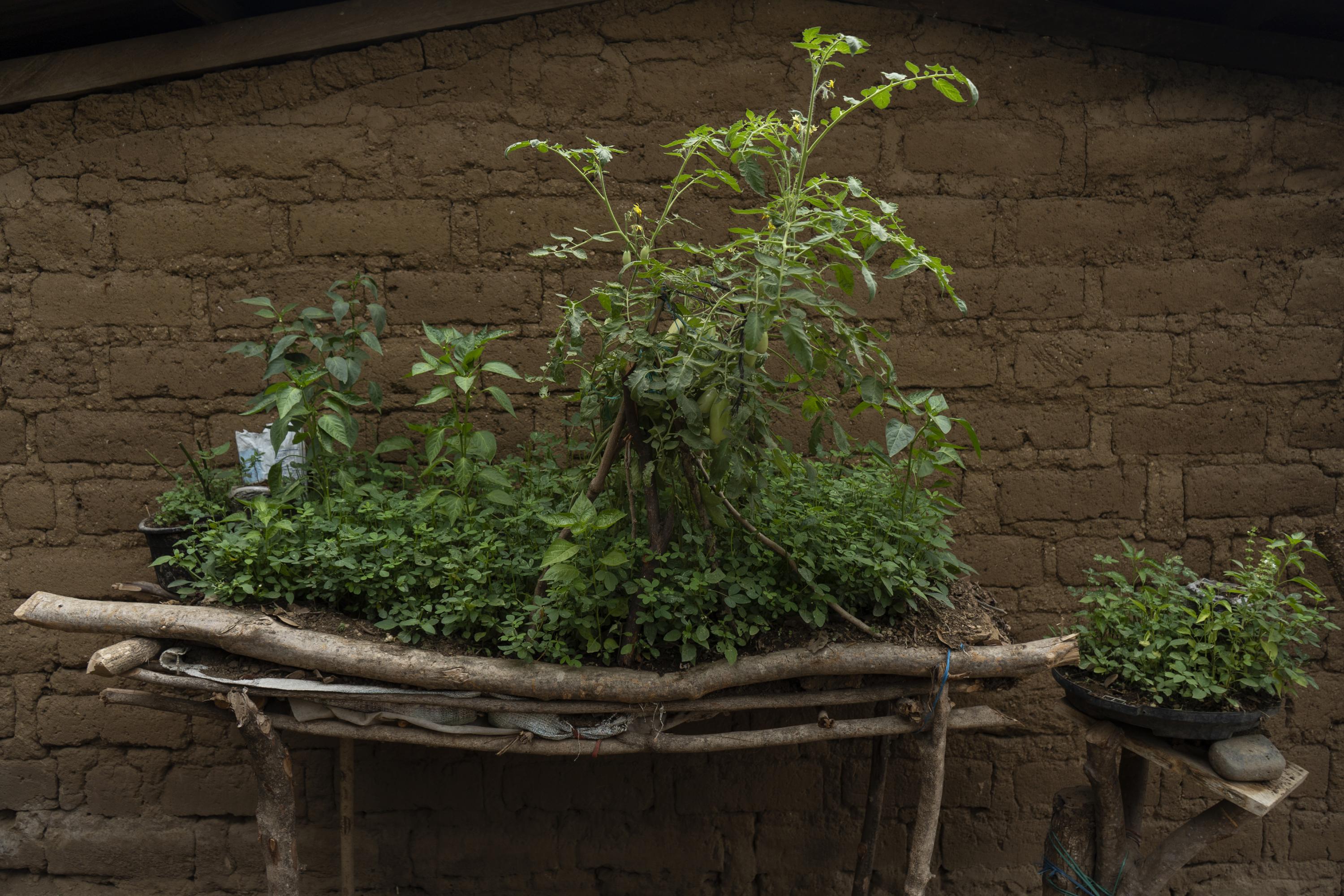 [Photo] Along the wall of her home, Maura has improvised a garden with green peppers, tomatoes, mint, basil, and chipilín. She feeds her children with this when she runs out of beans and rice. Photo Víctor Peña