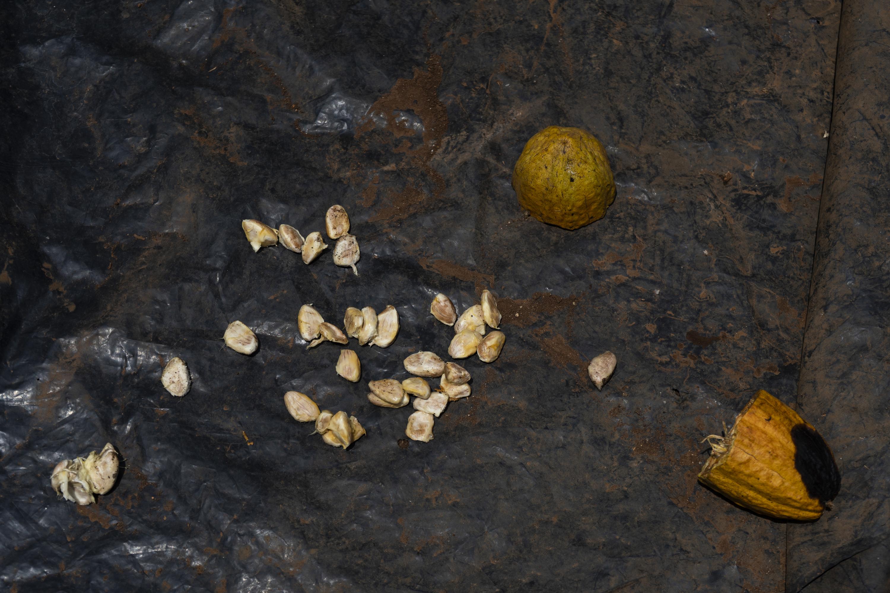 José Ambrosio recolecta cualquier cultivo que encuentra a su paso en los alrededores de sus casa. Eso hizo con este fruto de cacao, que estaba en su punto para ponerlo a secar bajo el sol. 