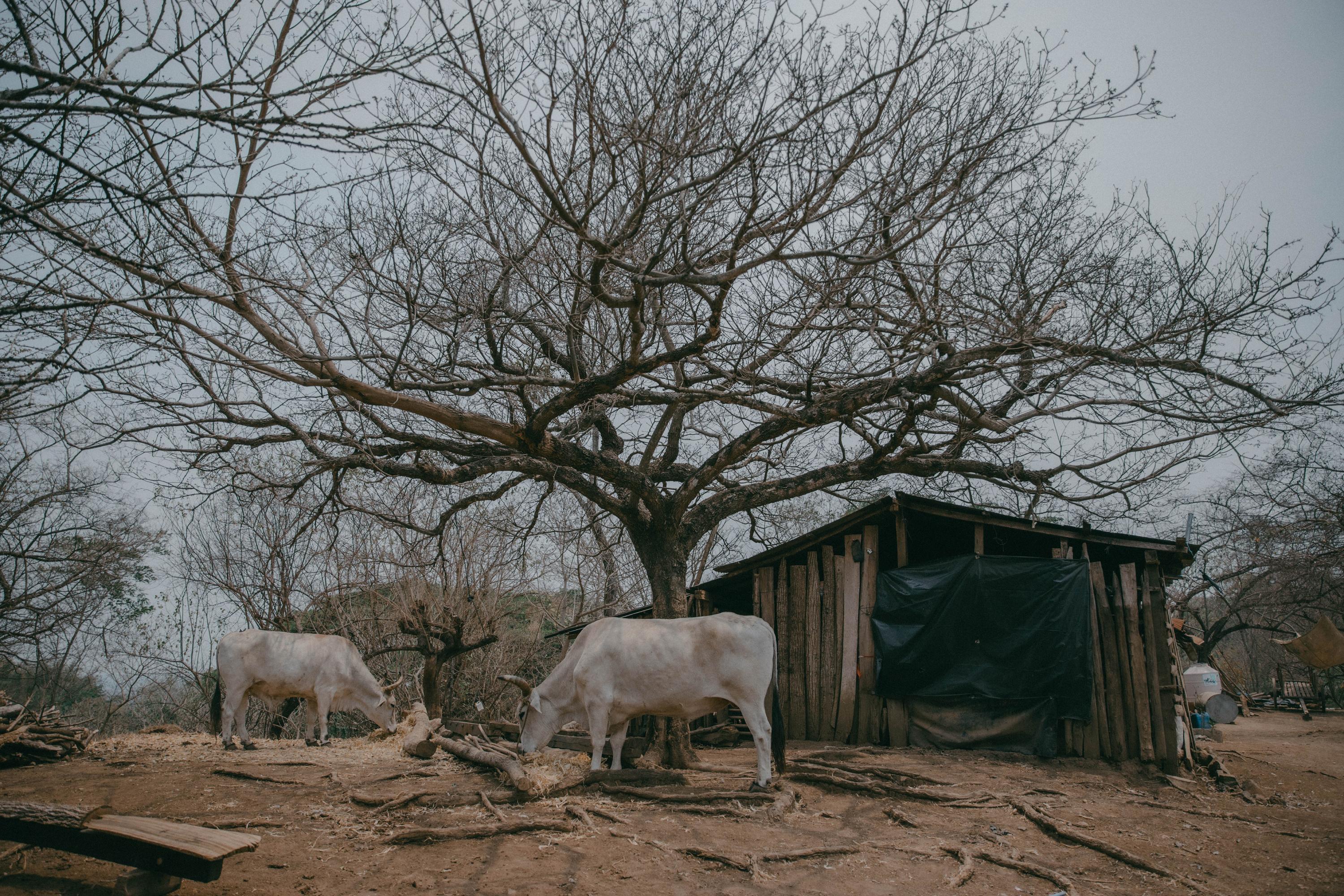 The community of Monseñor Romero is part of the canton of El Corozal, in the municipality of Berlín, Usulután. There are roughly 75 families living there, in poverty, more than an hour’s drive from the closest town. Most of them survive on what they grow, and depend entirely on the rainy season for their harvests. If the rainy season is bad, their food stores for the summer suffer. A lack of access to water prevents the community from cultivating vegetable gardens at home. The nearest water source is a two-hour walk away.