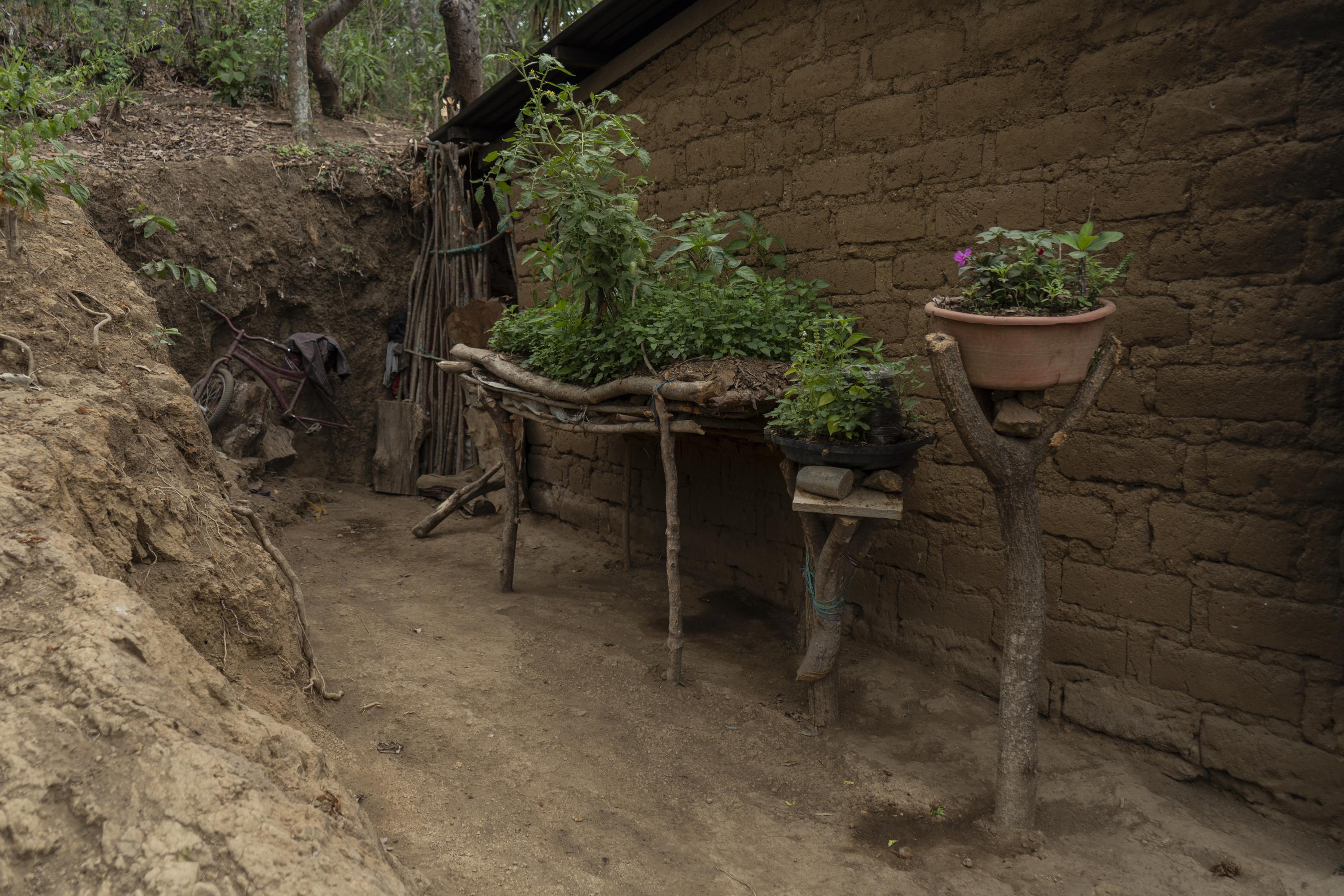 To help feed her four children, Maura Dolores grows some herbs and vegetables alongside her home in the hamlet of El Jícaro Centro, in the municipality of Tacuba: A small garden of chipilín (an edible leafy green), basil, green chili peppers, tomatoes, and mint, all suspended by stick frames and plastic. Maura is 35 years old and assumed responsibility for her family’s expenses after the police arrested her husband in April 2022, in the first days of the state of exception. She has not received any news of his whereabouts, and has had to survive without the $150 a month he earned working at a carwash in San Salvador. From time to time, Maura travels to the city of Ahuachapán to wash and iron clothes for $10 a day — enough to pay for her family to have at least two meals a day.