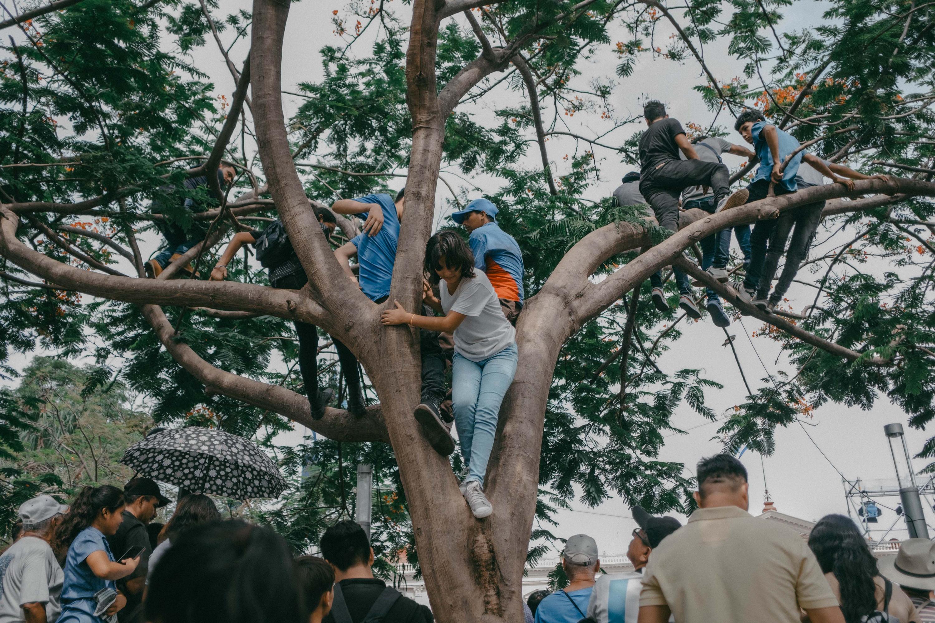Algunos asistentes a la toma de posesión subieron a los árboles para ver a Nayib Bukele dar su discurso presidencial desde el balcón del Palacio Nacional. Foto de El Faro: Carlos Barrera