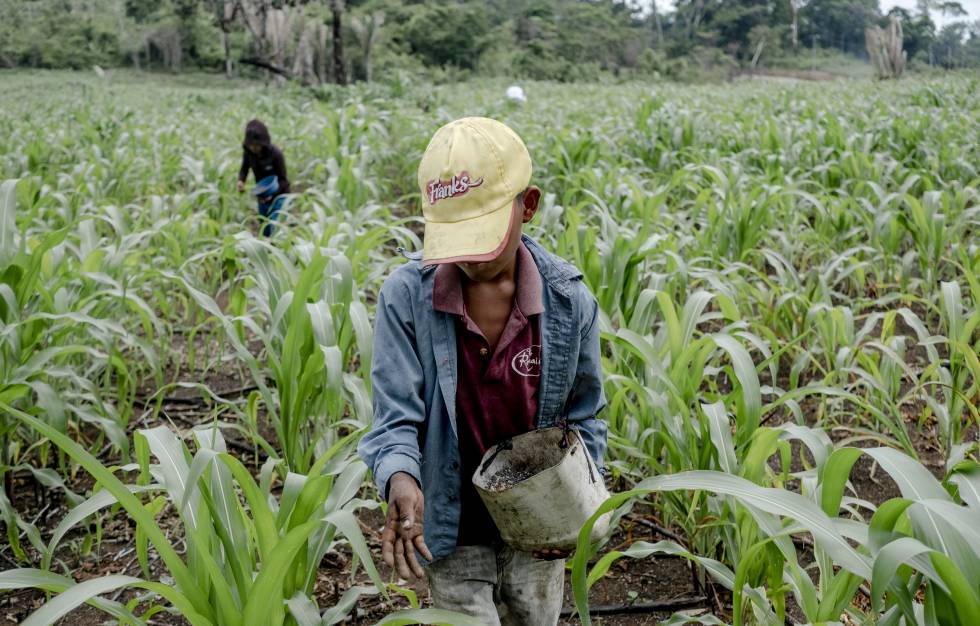 Álex Pop, de nueve años, abona un cultivo de maíz